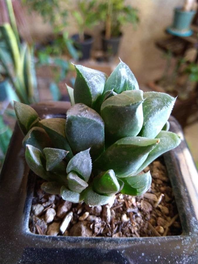 Hawortia 20