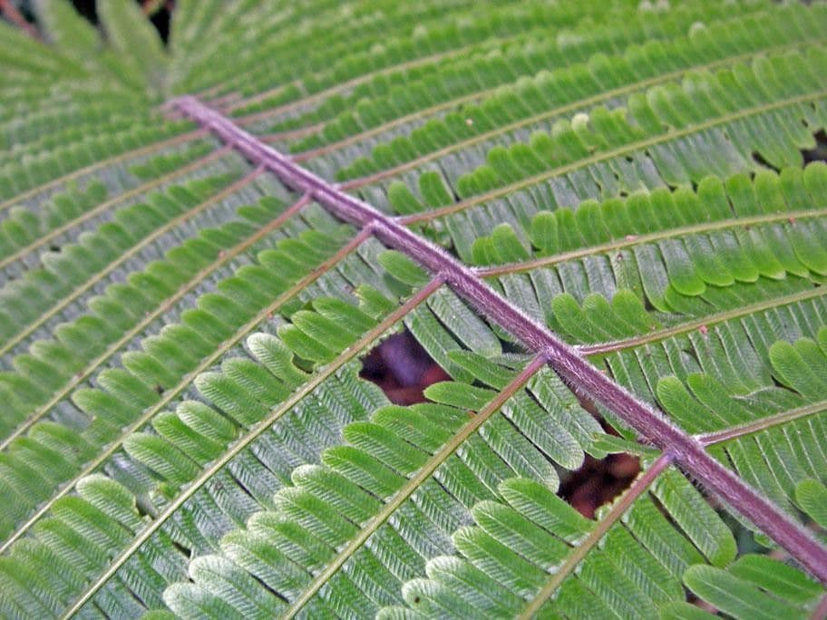 Thelypteris decussata 3