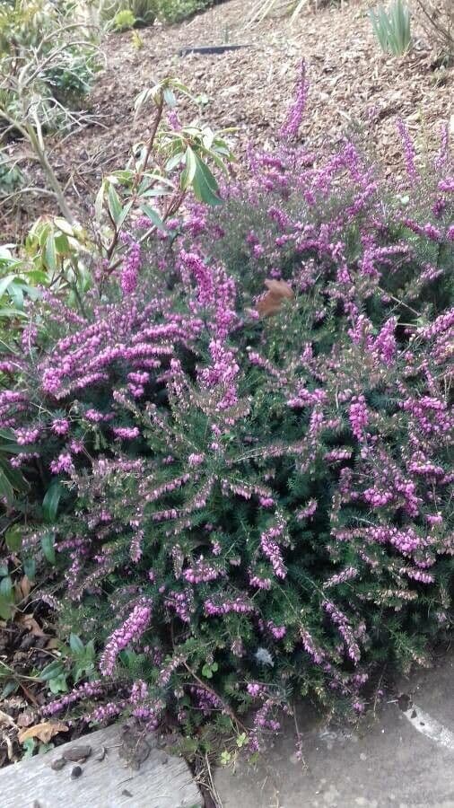 Graue Heide 13