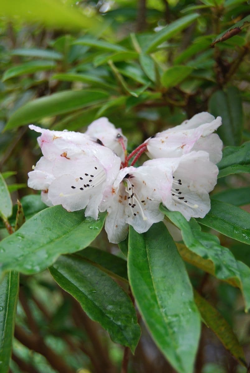 Rododendro 4