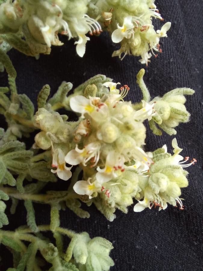 Teucrium 4