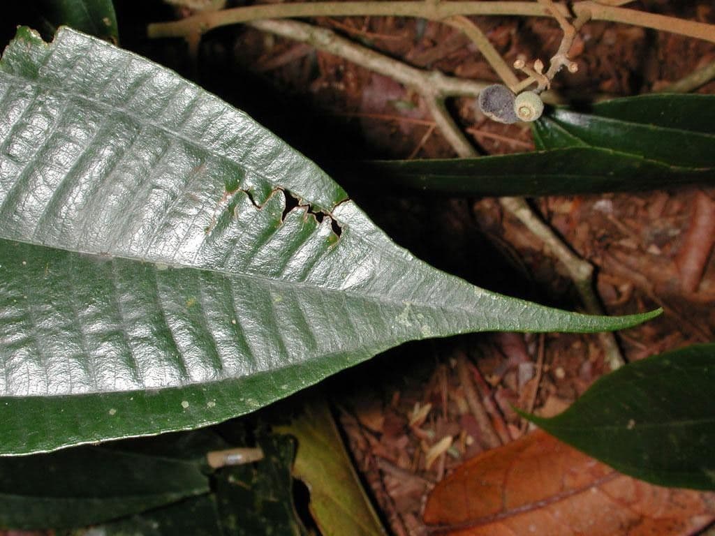 Miconia 10