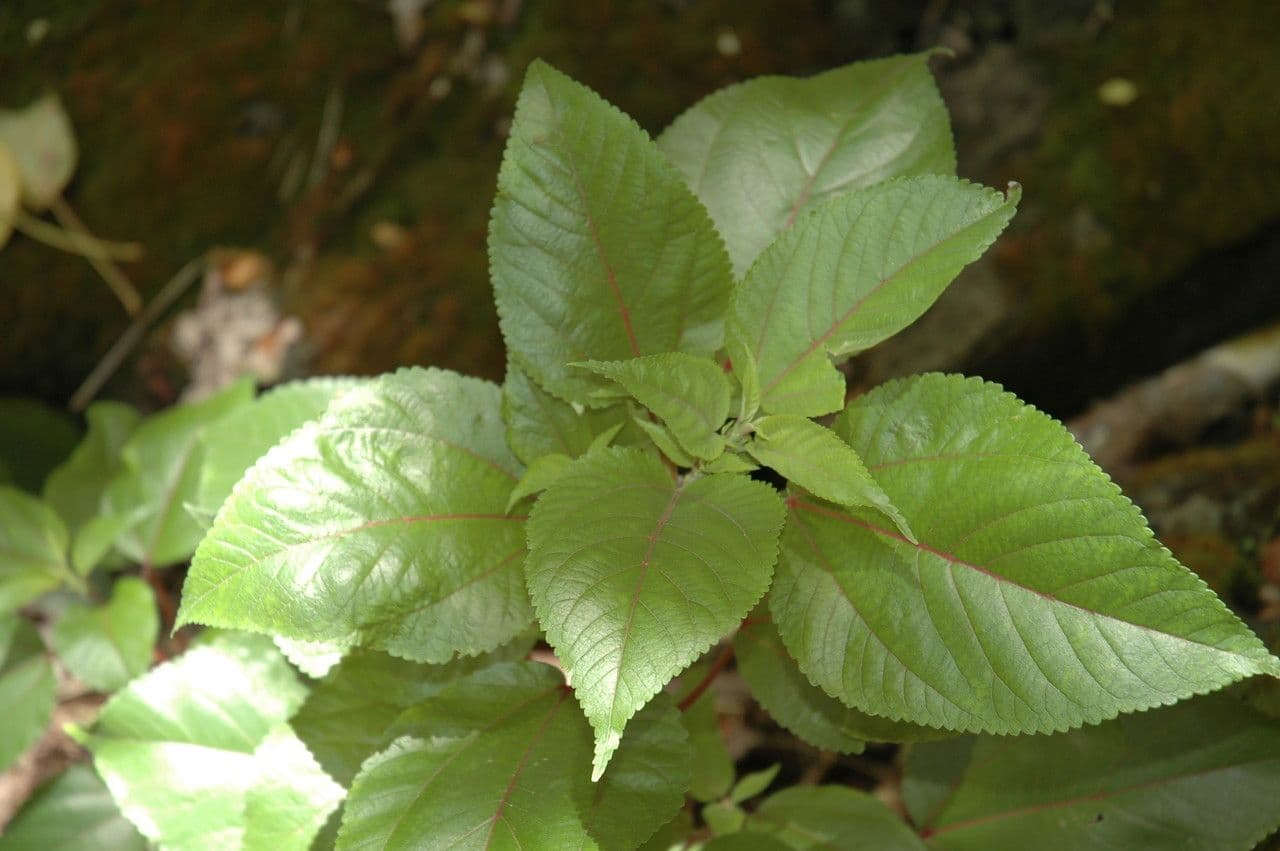Pipturus bianco 3