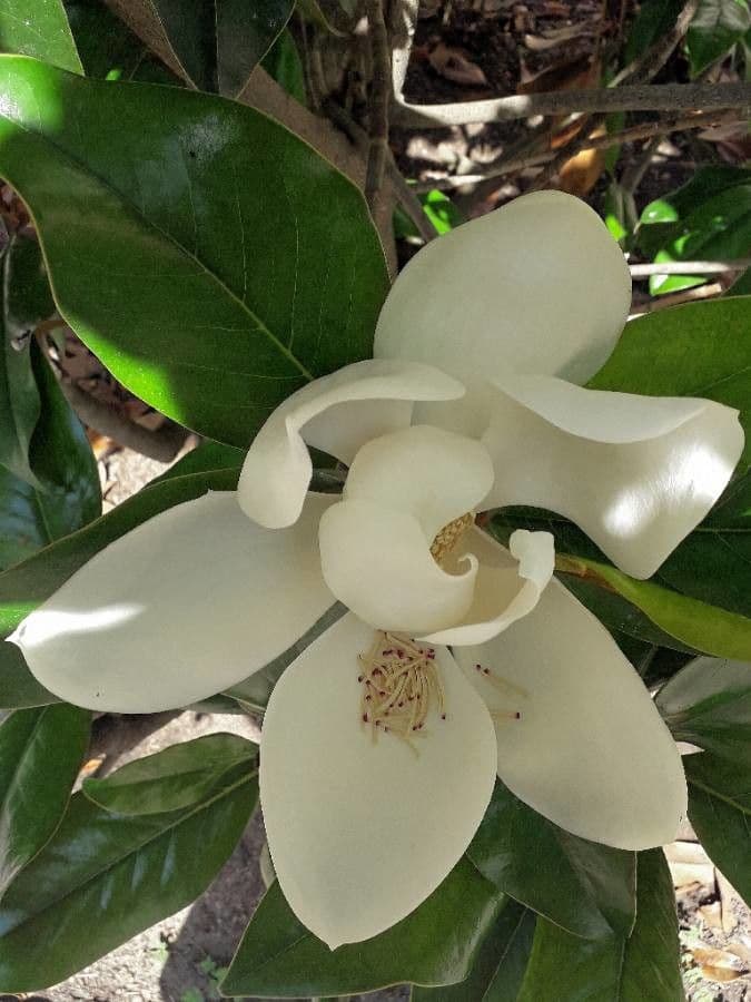 Magnolia grandiflora 8