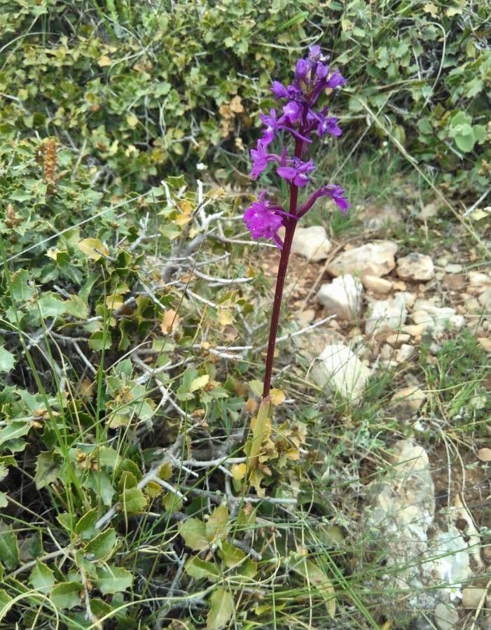 Orchide a quattro macchie 6