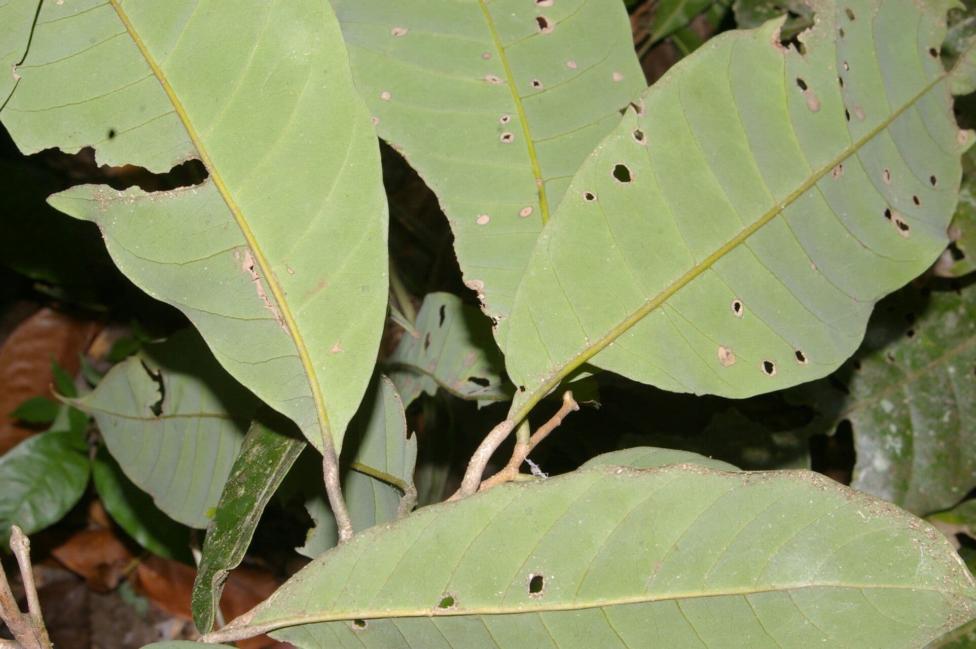 Pouteria 2