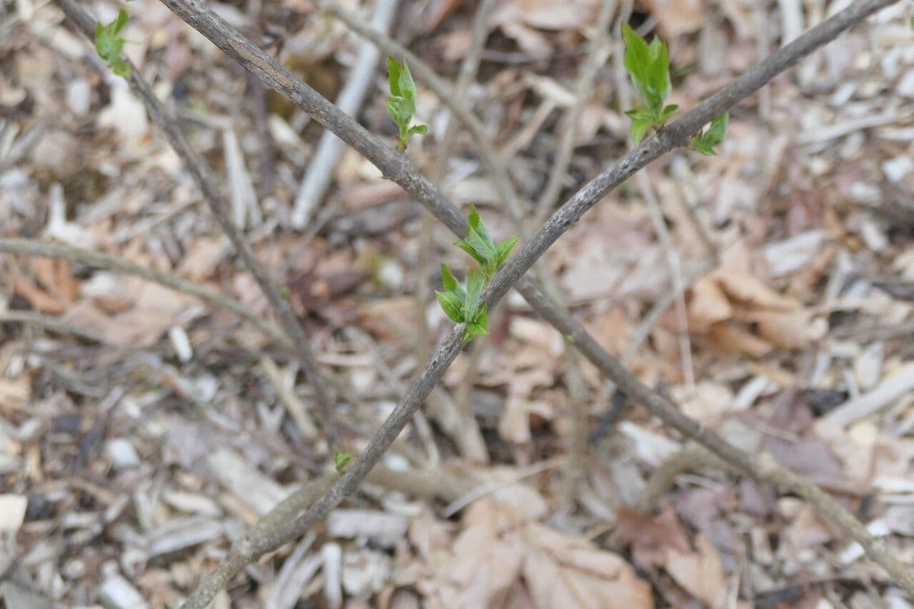 Weigela Japonesa 4