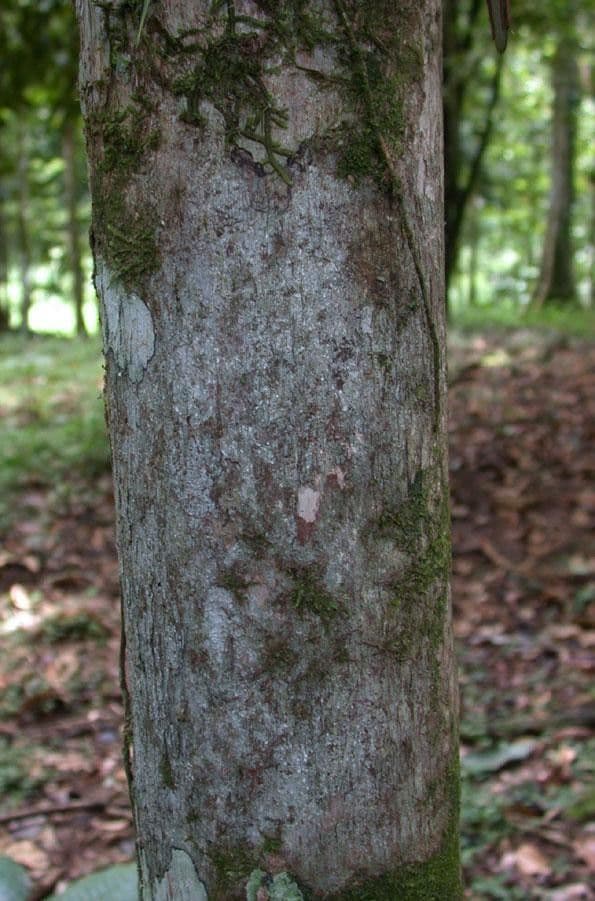 Pouteria 6