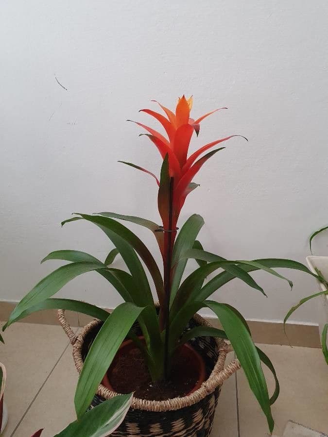 Guzmania lingulata 15