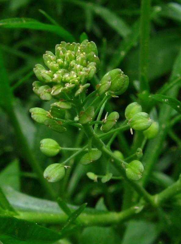 Lepidio ruderale 8