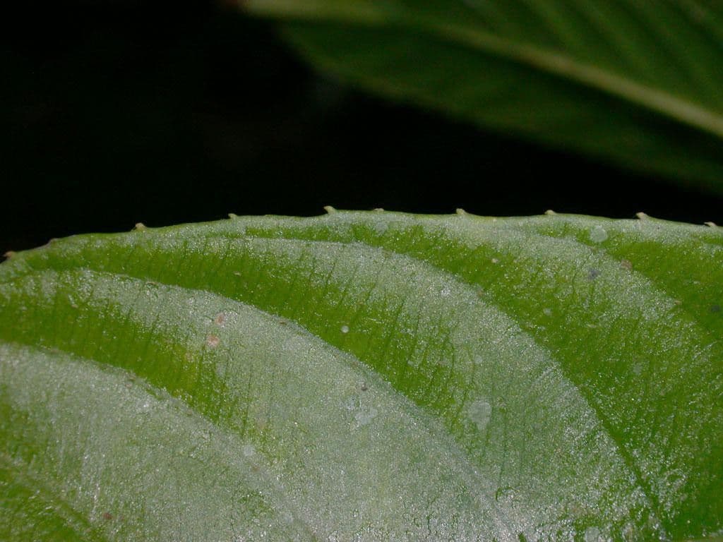 Saurauia 13
