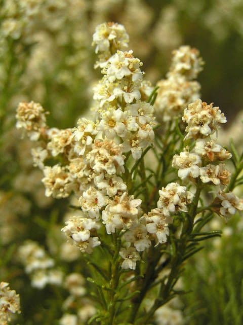 Adenostoma sparsifolium 5