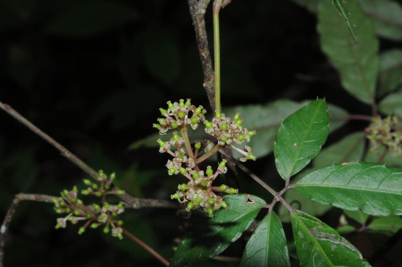 Tetrastigma 5