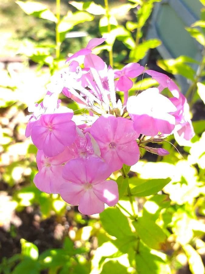 Großblättrige Flammenblume 2