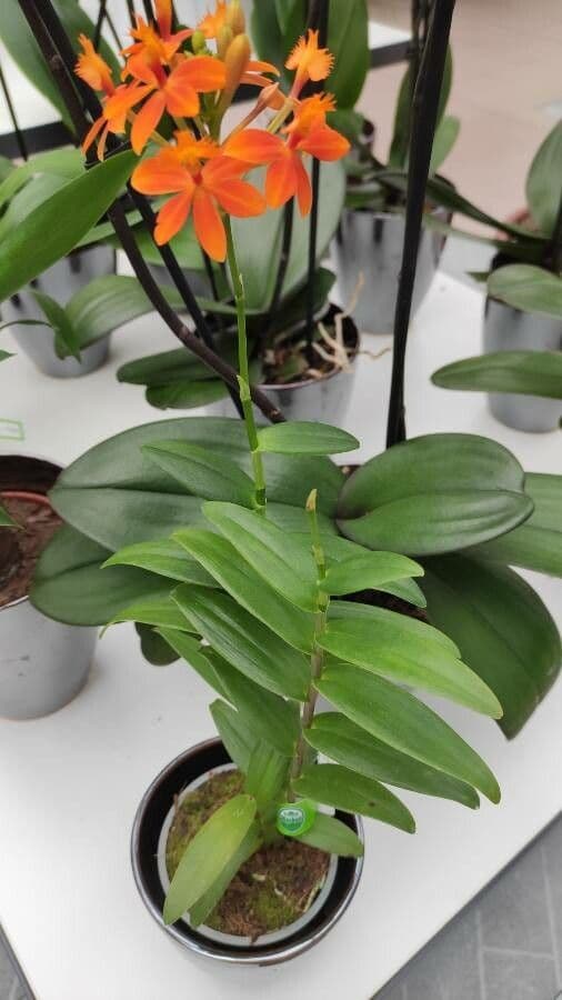 Epidendrum radicans 11
