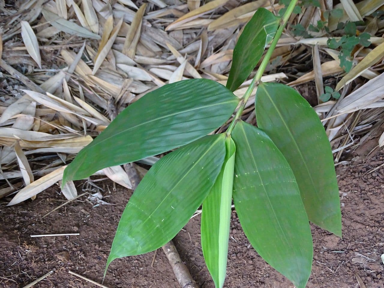 Bambù Alpino Africano 3