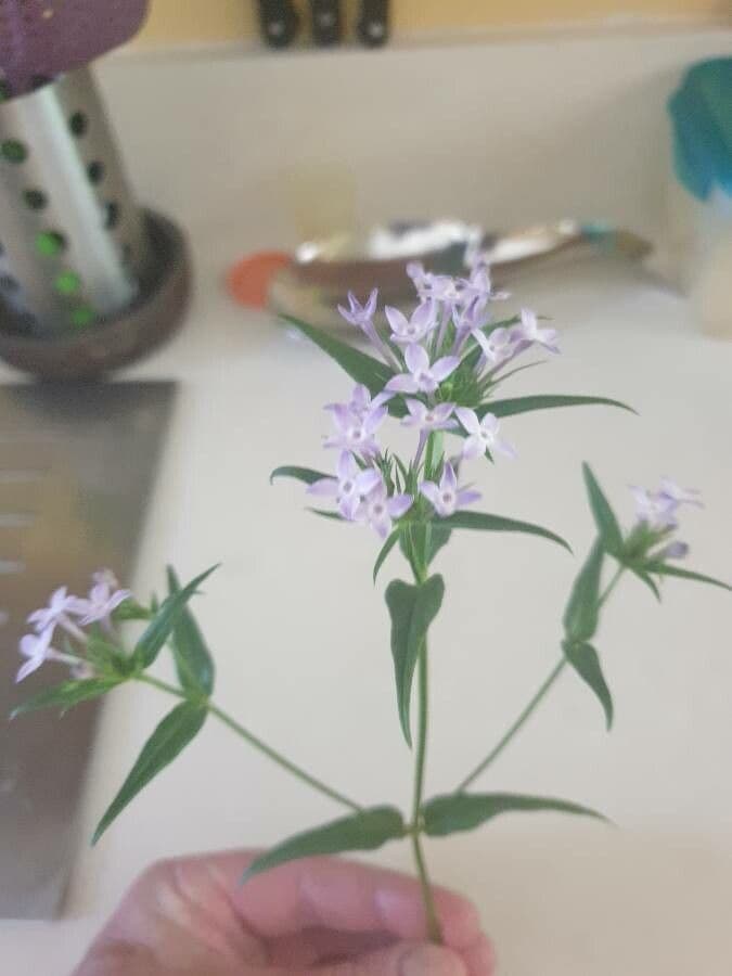 Stenaria nigricans