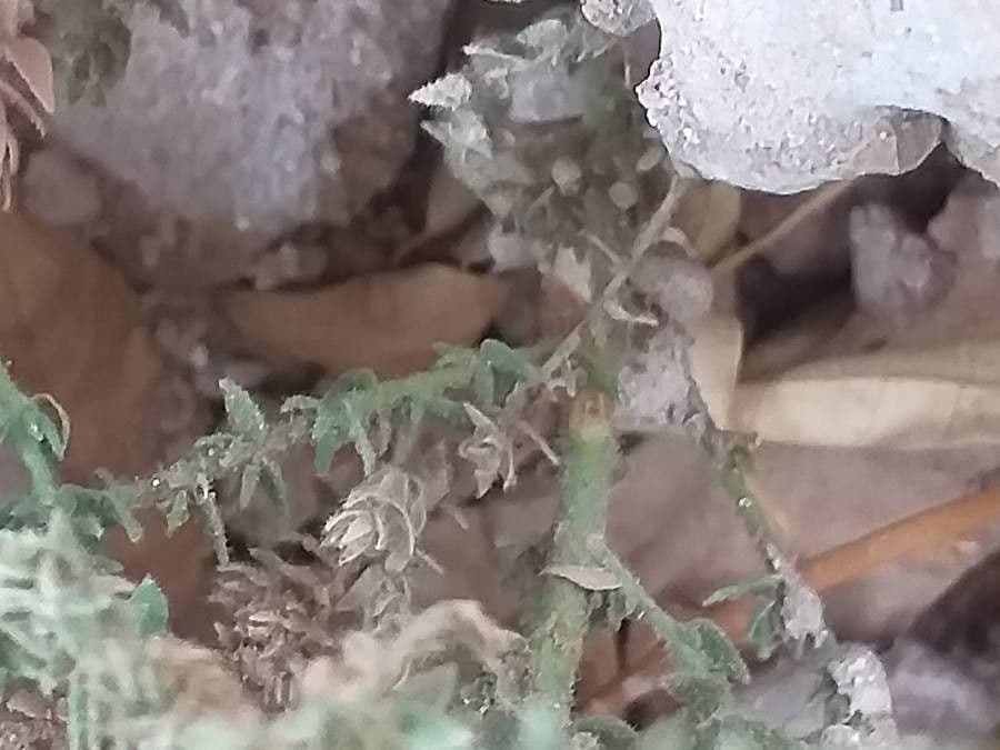 Herniaria hirsuta 21