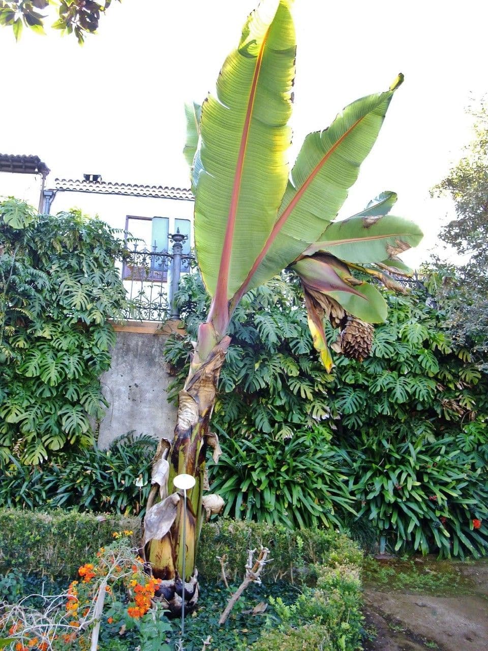 Banan Abisyński 15