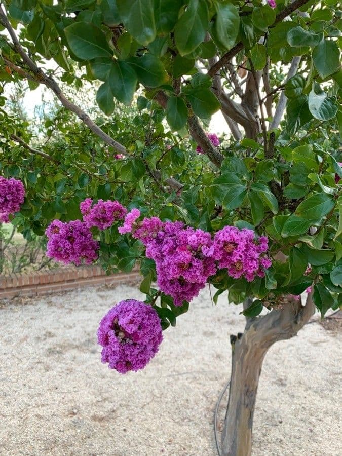 Lagerstroemia 17