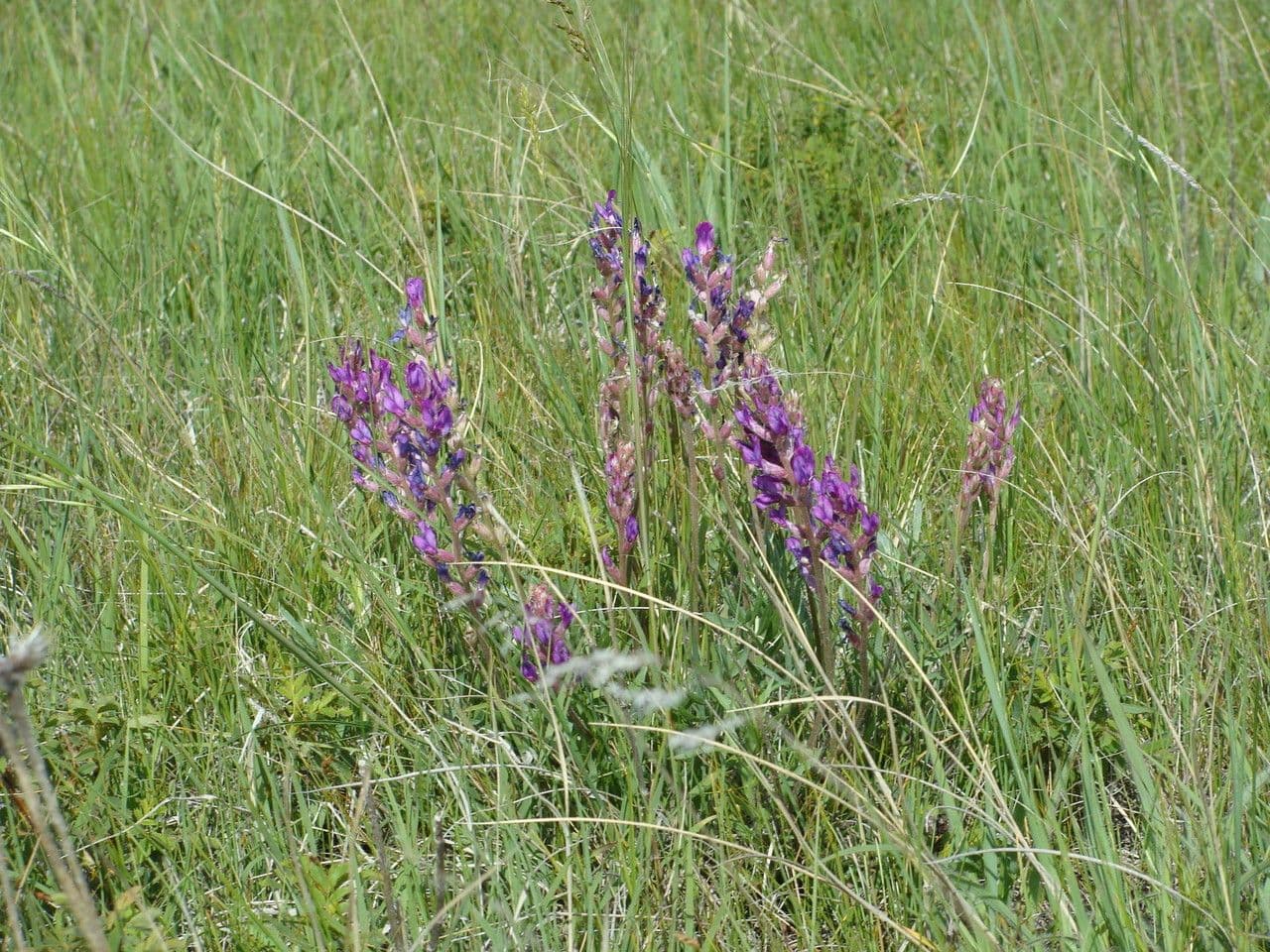 Orobnik Lamberta 8
