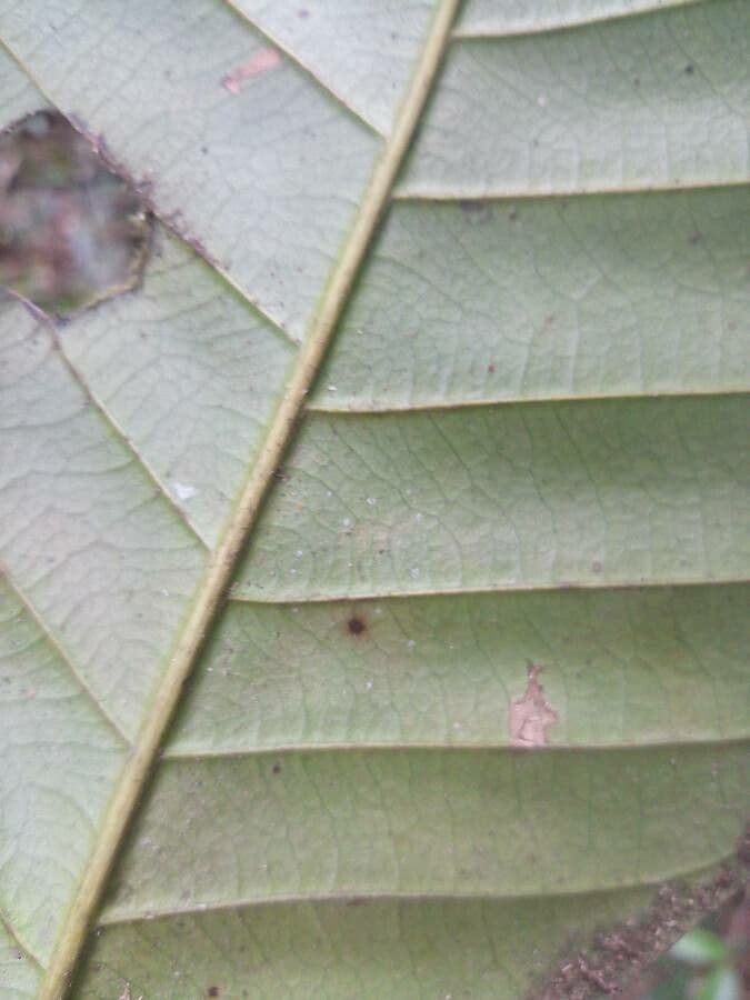 Pouteria 2