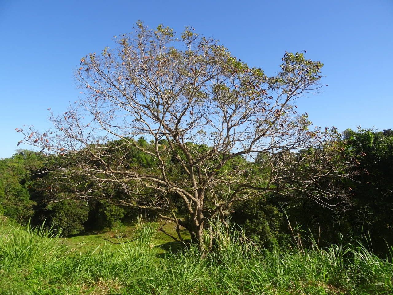 Hymenaea courbaril 8