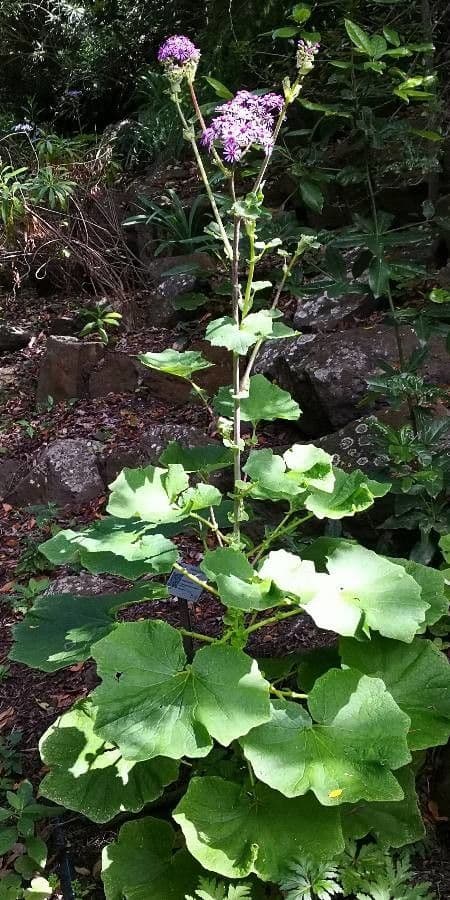 Pericallis 6