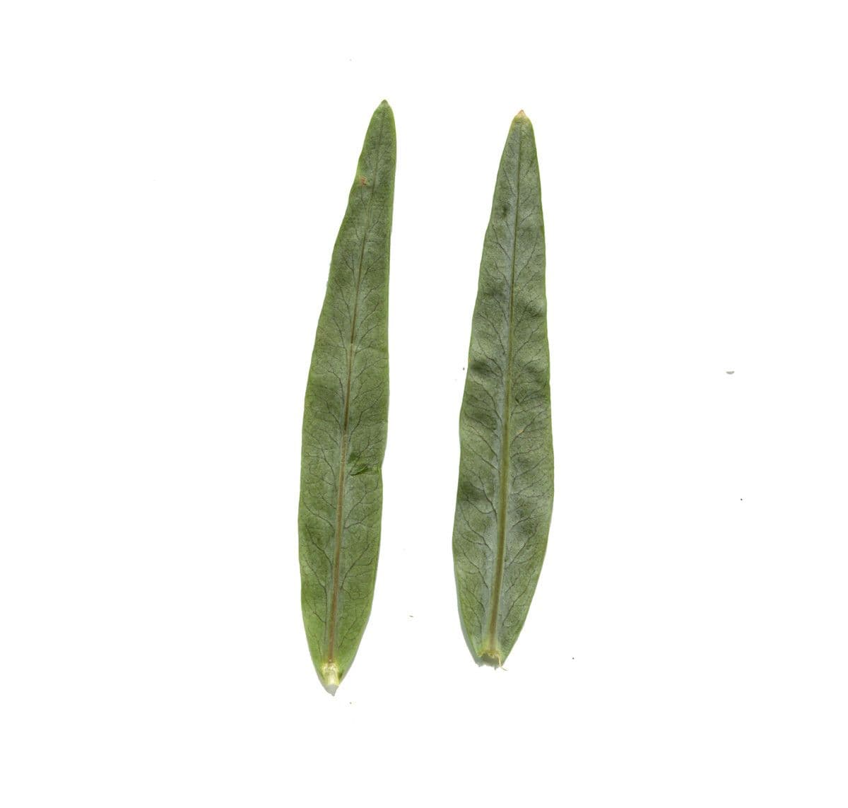 Erba lucciola 25