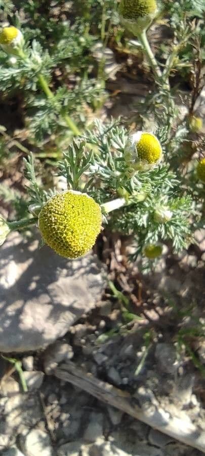 Matricaria 3