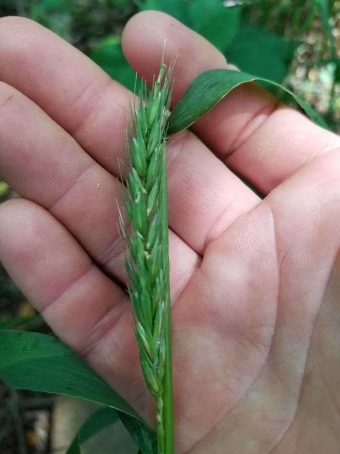Elymus virginicus 16