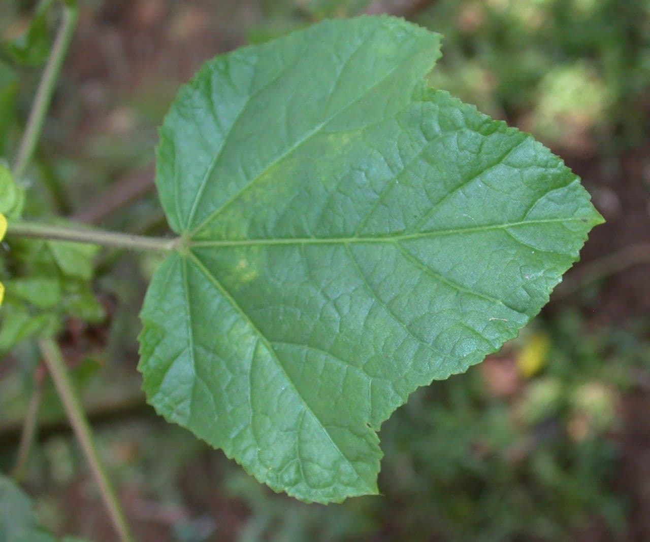 Malachra 13