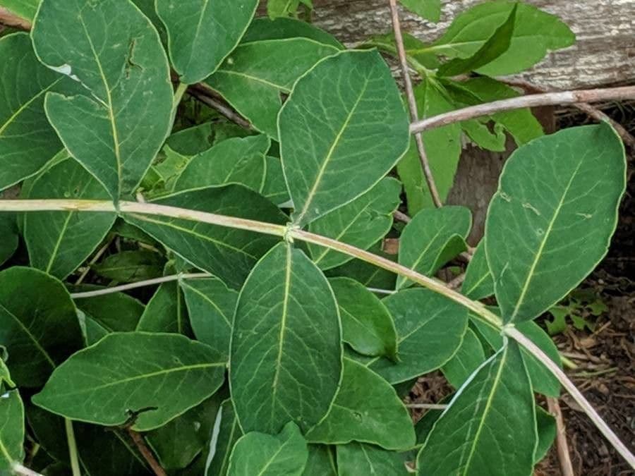 Caprifoglio dioico 19