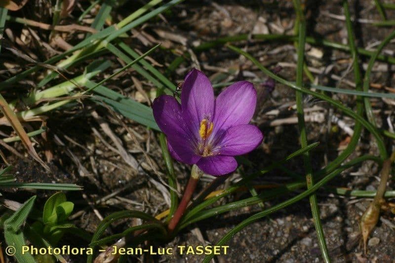 Romulea 8
