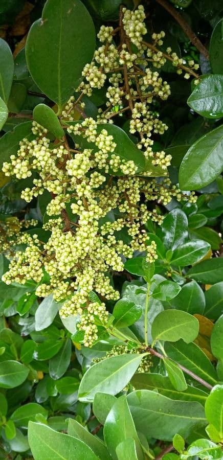 Karapofrucht 8