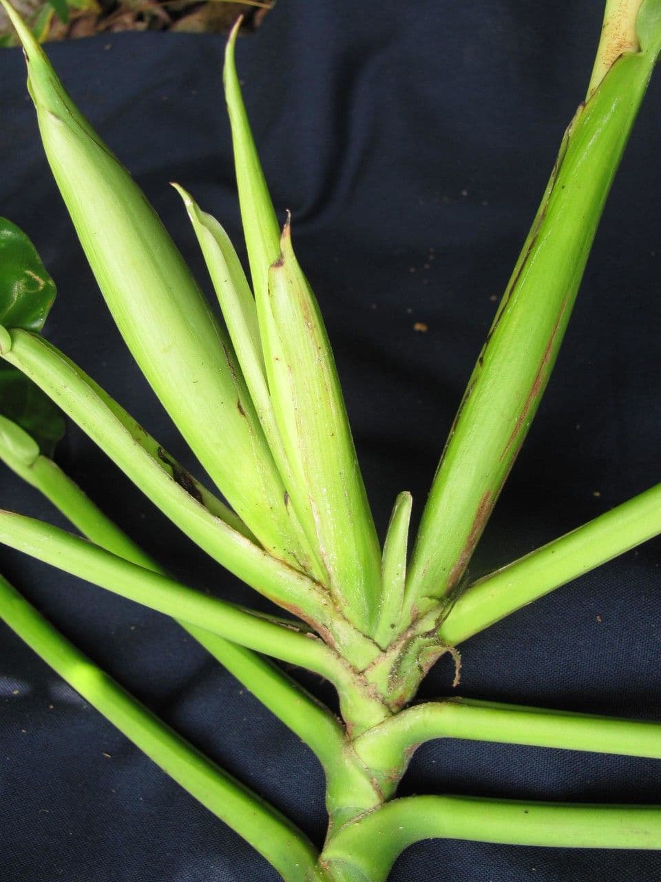 Rhodospatha 3