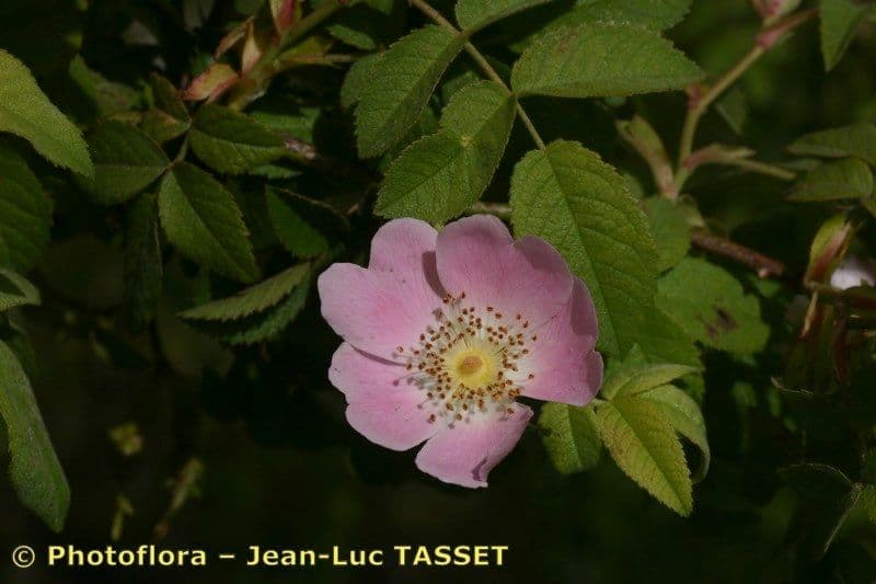 Deseglise-Rose 8