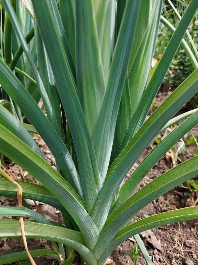 Iris xiphium 20