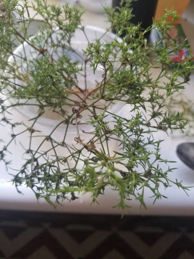 Polypremum procumbens 15