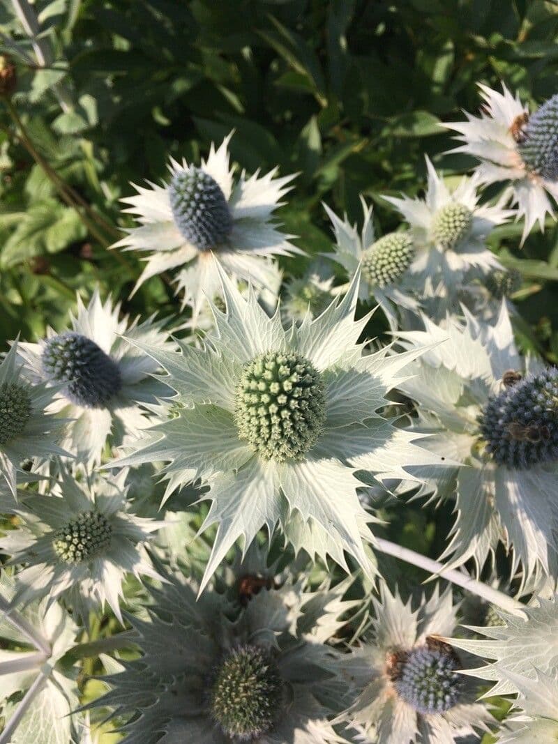 Panicaut géant 5