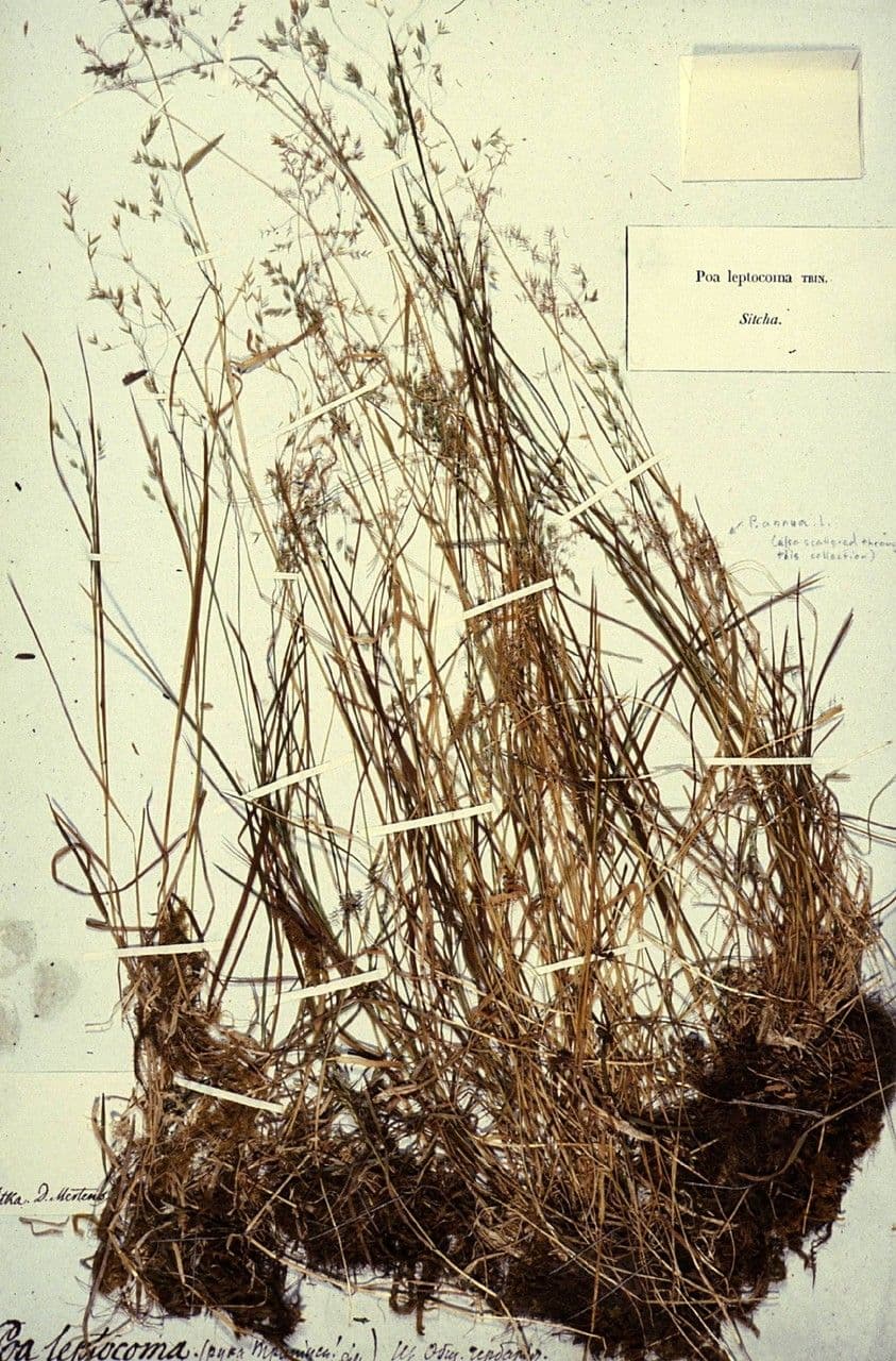 Poa leptocoma 4