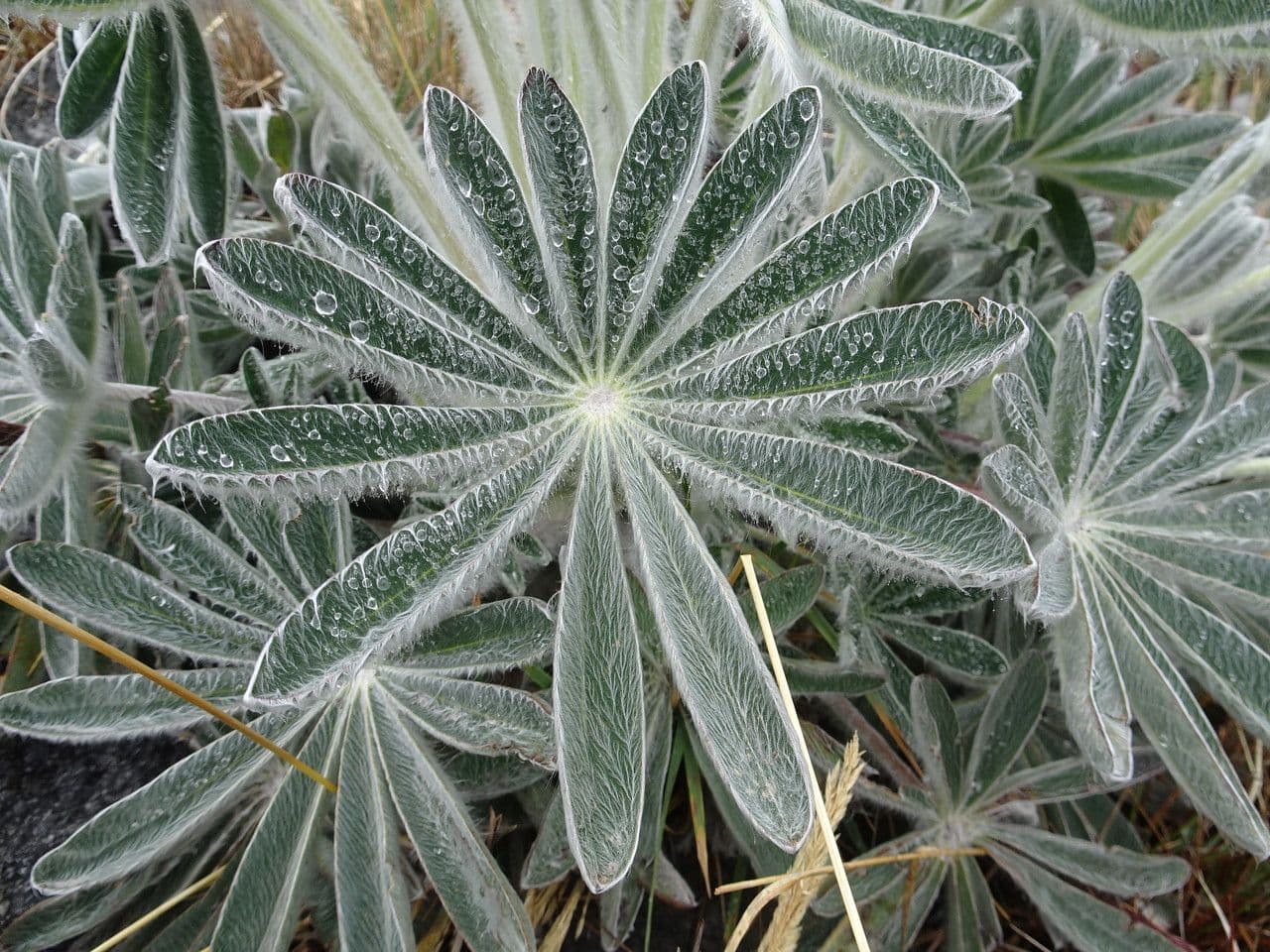 Lupino 13