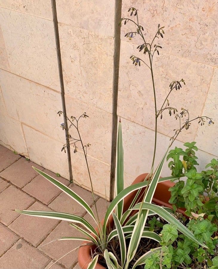 Dianella tasmanská 11