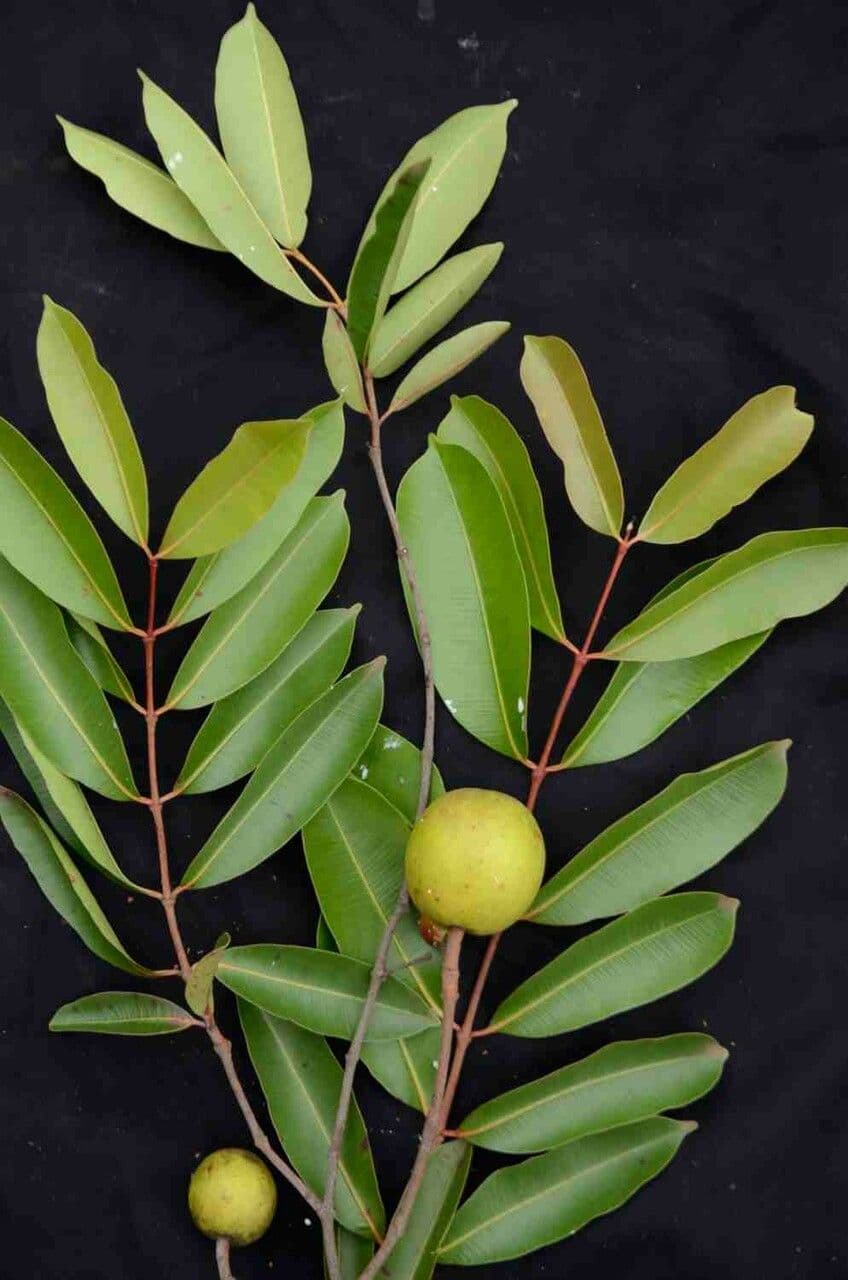 Hancornia 8