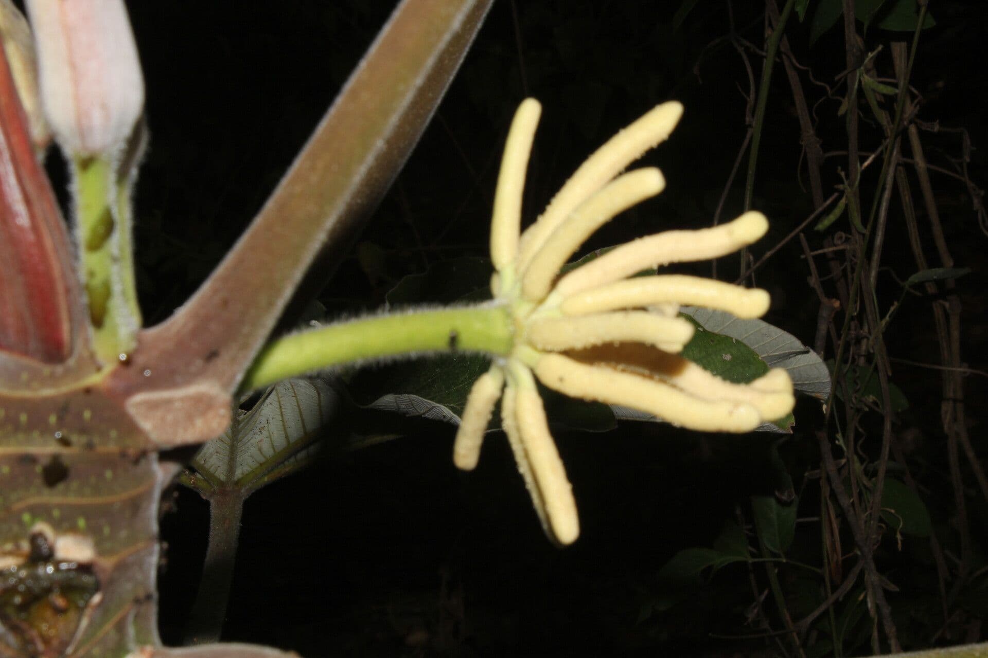 Cecropia 7