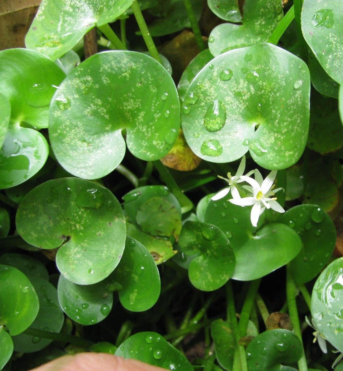 Heteranthera 8