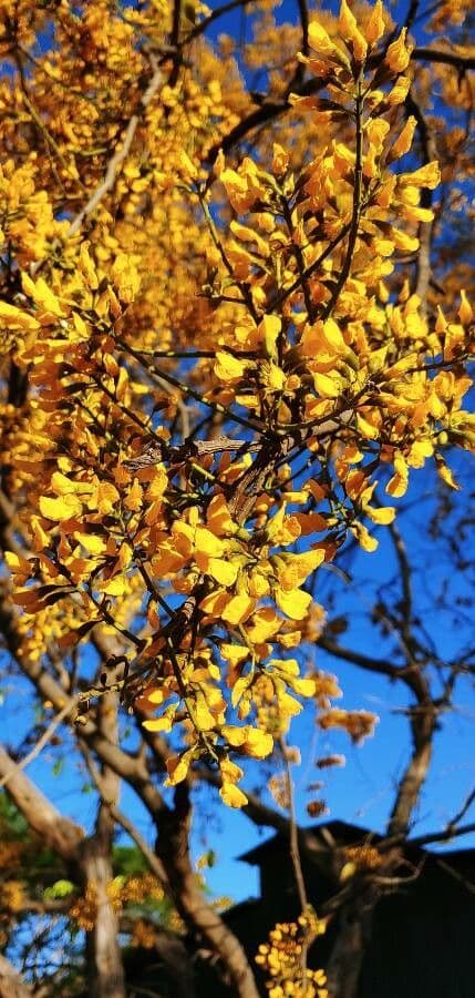 Pterocarpus erinaceus 3