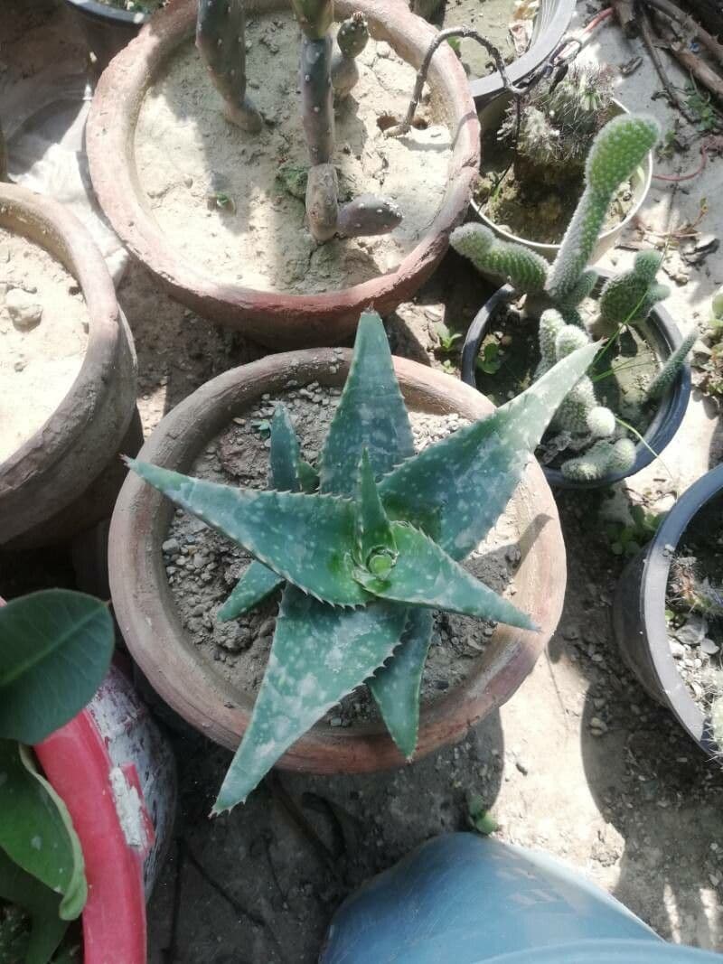 Aloe 9