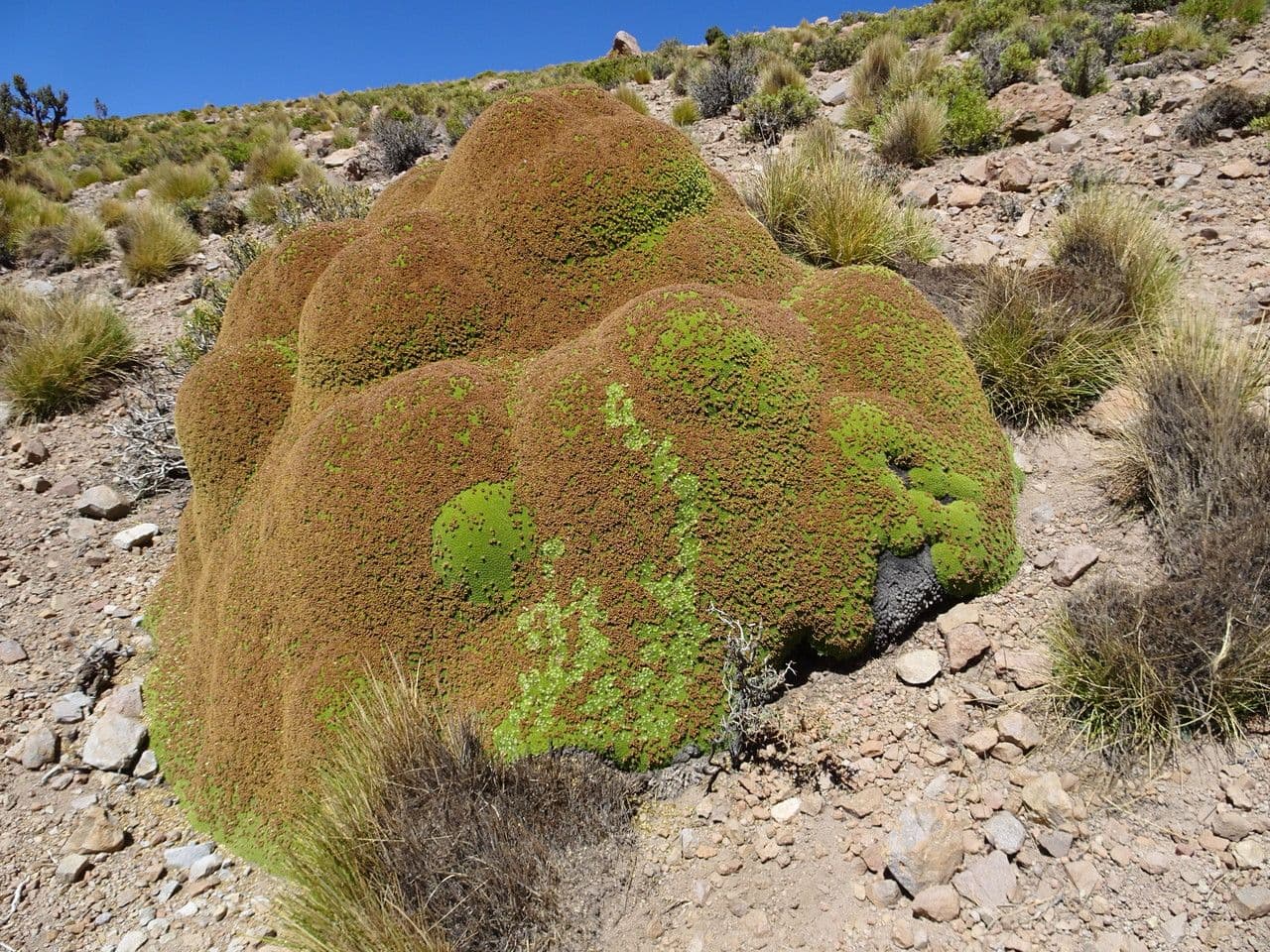 Azorella 11