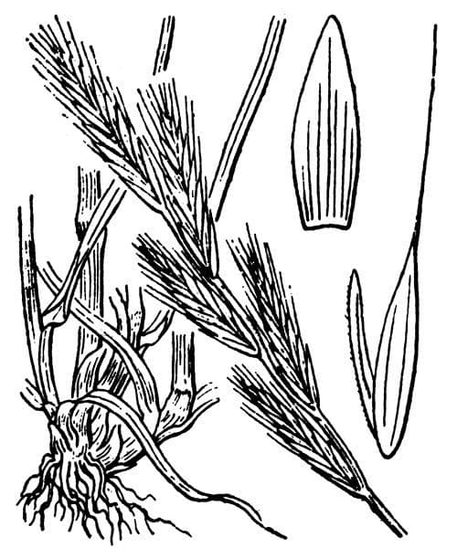 Jílek mnohokvětý 23